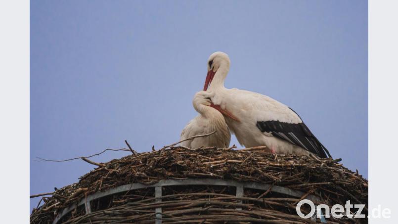Fast scheint es, als würde sich das Schwarzenfelder Storchenpaar gegenseitig trösten. Dazu hätte es allen Grund. Bild: Jürgen Kammermeier/exb