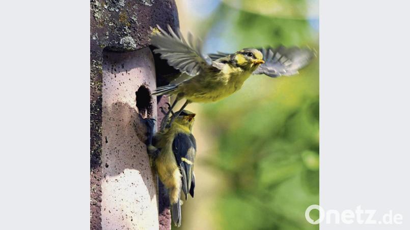Gerade flügge geworden verlassen zwei junge Blaumeisen ihren Nistkasten Sie bevorzugen einen Schlupfloch-Durchmesser von 28 Millimetern. Archivbild: Holger Schmitt/dpa