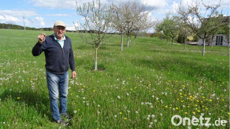 Jakob List in seinem Refugium: 36 Obstbäume am Rande des Dorfes sind wie eine Insel für Arten, die in einer intensiv bewirtschafteten Landschaft keinen Lebensraum mehr finden. Bild: Helga Kamm