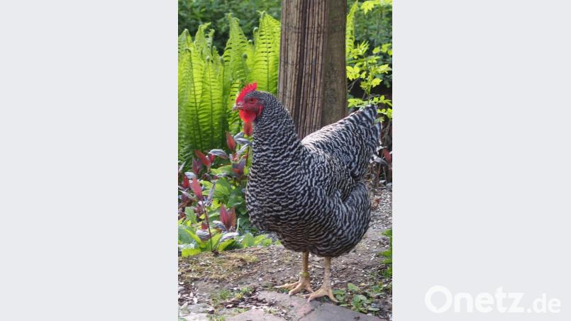 Amrock-Huhn im Freizeit-Modus. Bild: Gabi Zaus