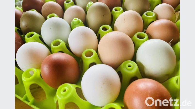 Vor allem alte Hühnerrassen legen &quot;bunte&quot; Eier: Von ganz weiß bis zu ganz dunkelbraun oder grünlich-blau. Bild: Susanne Engelhardt