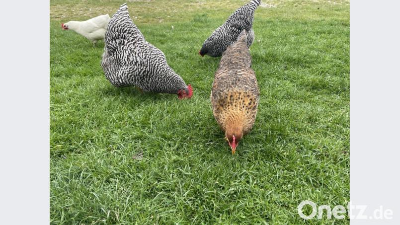 Hühner sind soziale Tiere. Sie leben in einer festen Gruppenstruktur. Innerhalb der Gruppe gibt es eine Rangordnung: die Hackordnung. Bild: Susanne Engelhardt