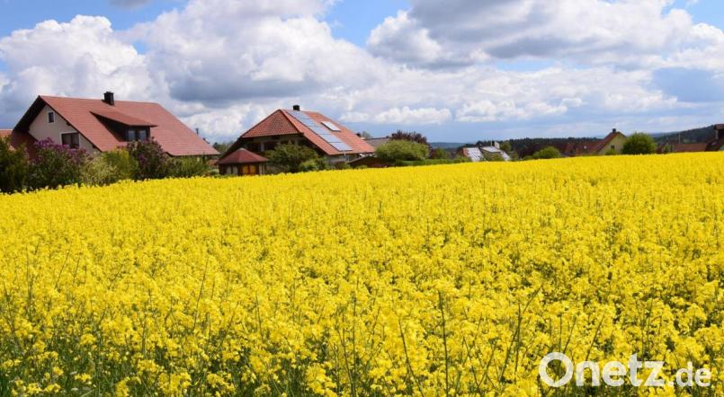Derzeit ist hier noch ein knallgelbes Rapsfeld, doch das neue Wohnbaugebiet Barbarafeld in Ebermannsdorf kommt planerisch zügig voran. Voraussichtlich in seiner Juni-Sitzung verabschiedet der Gemeinderat die Ausgestaltung. Bild: bö