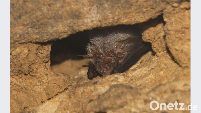 Ein Braunes Langohr sucht in einer Mauerspalte eines Felsenkellers Schutz. Bild: mor