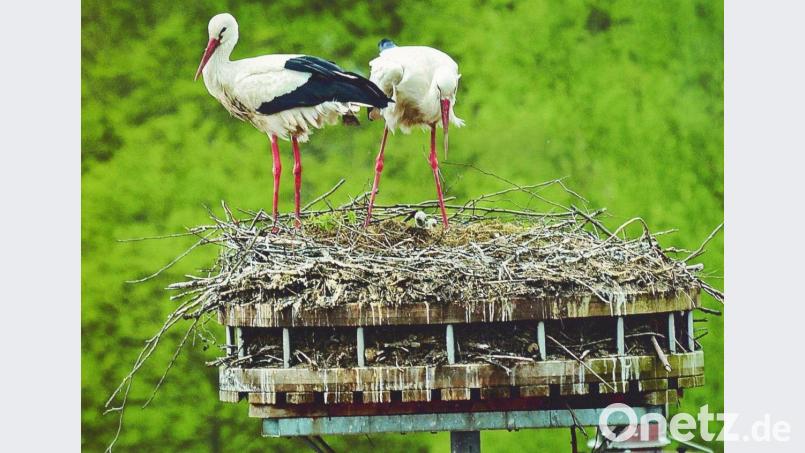 Zwischen den Beinen der Eltern spitzen die Jungstörche neugierig ins Leben. Bild: hme