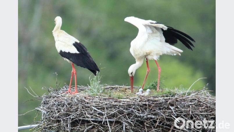 Der Nachwuchs des Pleysteiner Storchenpaares ist Nest kaum zu entdecken. Drei Jungstörche hat Hubert G. Schmid bei seinen Beobachtungen entdeckt. Bild: bey