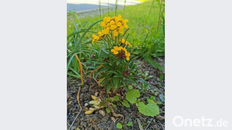 Goldlack gibt es vielen Farbvariationen und hat vielerlei Eigenschaften. Bild: hzi