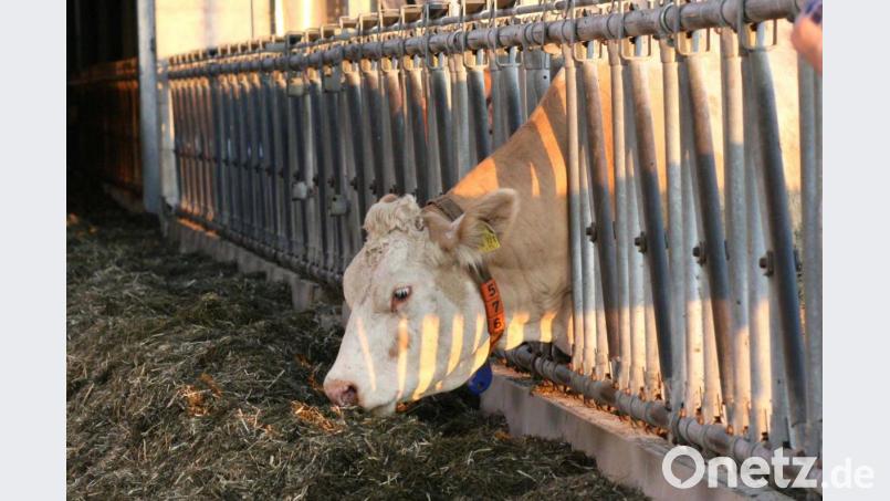 Die Anbindehaltung der Kühe ist ein Auslaufmodell. Doch die Milchbauern brauchen Zeit für die Umstellung. Bild: Hirsch
