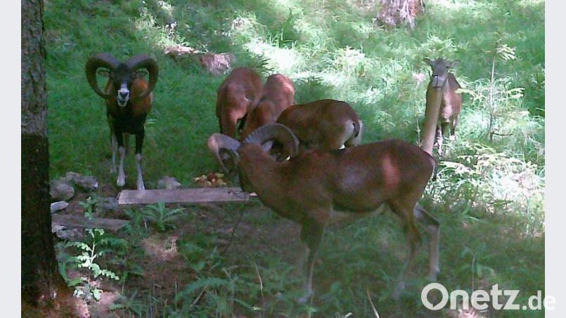 Die Mufflons im Birgland - hier an einer Salzlecke - werden wohl als Erste verschwinden, wenn der Wolf zum Dauergast wird. Die Wildschafe kennen kein Abwehrverhalten gegen den Räuber. Bild: ige