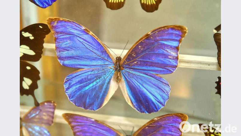 In der Sonderausstellung gibt es Schmetterlinge aus aller Welt zu sehen. Bild: njn