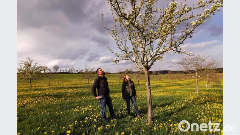 Vor der ersten Mahd beherrscht der Löwenzahn die Wiese mit den blühenden Obstbäumen. Martin Mayr und Ehefrau Eva Spießl-Mayr bewirtschaften seit 2010 eine Streuobstwiese am Ortsrand von Hansenried (Gemeinde Neukirchen-Balbini). Die Besonderheit dabei: Jeder der rund 250 Hochstamm-Bäume trägt eine andere Sorte. Bild: Portner