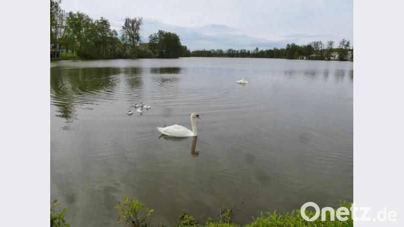 Schwanenfamilie in Weiherhammer. Bild: bk