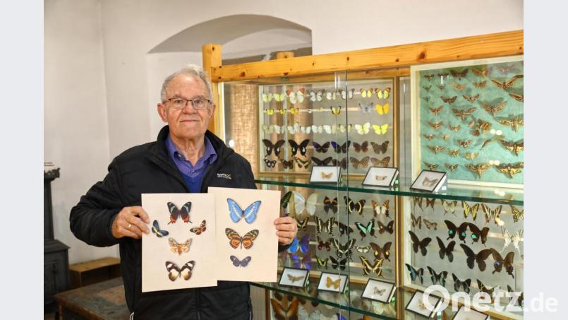 Im Heimat-und Bergbaumuseum werden dieses Jahr viele verschiedene Schmetterlingsarten gezeigt. Museumsleiter Manfred Klöble freut sich schon auf viele Besucher. Bild: njn