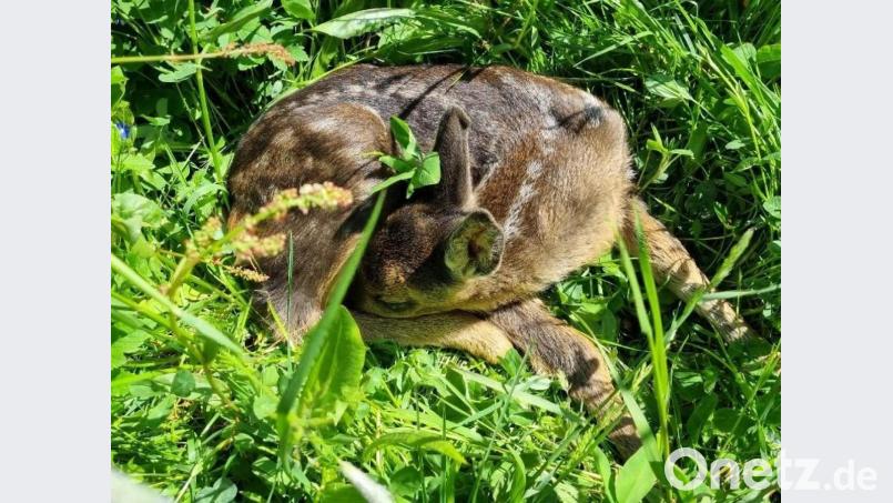 Eines von vielen kleinen Rehkitzen, die vor dem sicheren Mähtod gerettet wurden. Bild: soj