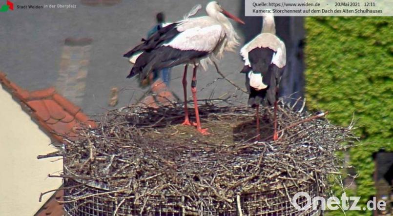 Wieder allein zu Hause sind die Störche im Horst auf dem Alten Schulhaus. Ihr Nachwuchs ist tot. Bild: Webcam Stadt Weiden