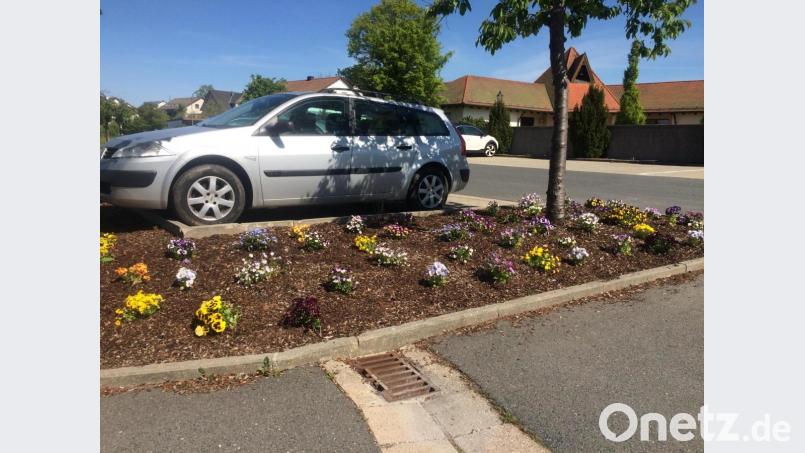 Heimliche Gärtner schenkten ausgedienten Frühlingsblühern von den Gräbern auf einem Beet am Parkplatz ein zweites Leben. Bild: sei