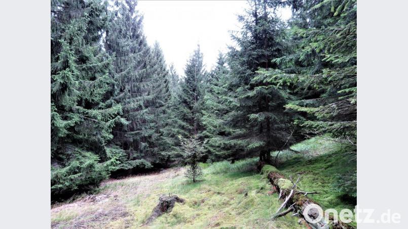 Bei der Themenführung „Sagenhafte Kräuter – ein Sommerabend für die Seele“ spielt der Wald eine große Rolle. Bild: ubb