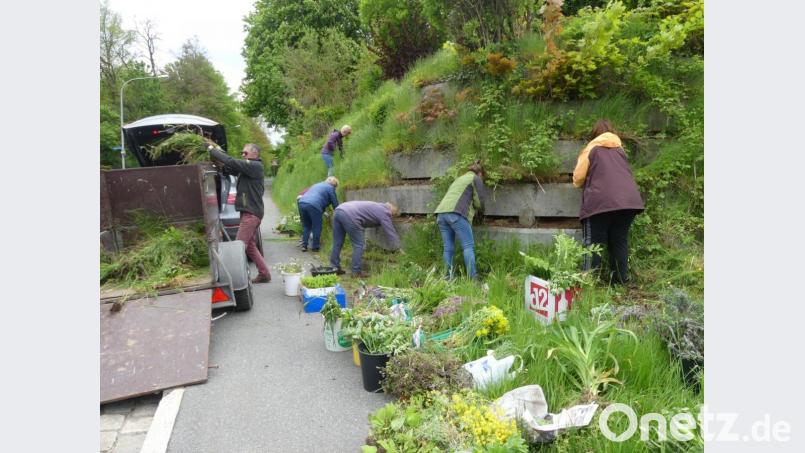 Für die Neuanlage der Böschung durch Mitglieder des Obst- und Gartenbauvereins steht eine große Vielfalt von pflegeleichten und winterharten Pflanzen bereit. Bild: rn
