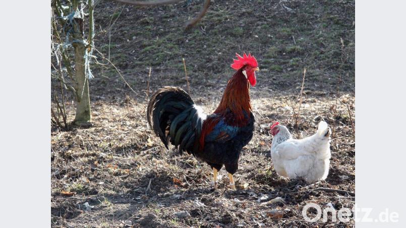 Am Schwandorfer Amtsgericht werden die Gäste derzeit mit lautem Krähen empfangen. Symbolbild: Popp