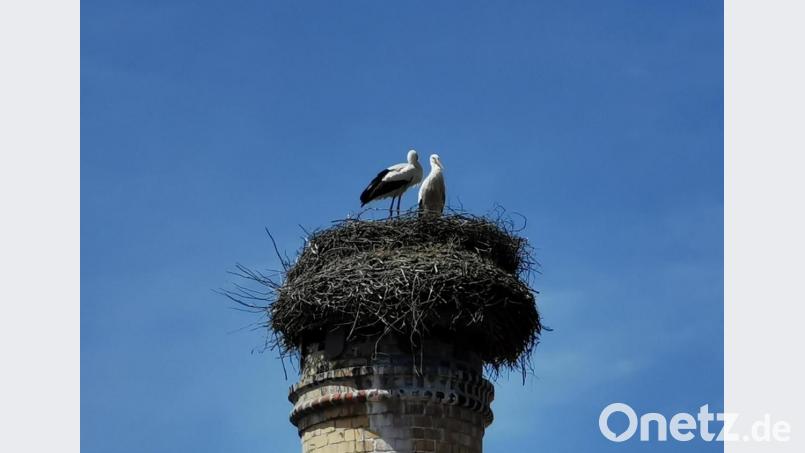 Die beiden Jungvögel im Nest haben nicht überlebt, so dass die beiden Altvögel in zwei Monaten alleine in Richtung Süden fliegen werden. Bild: gz