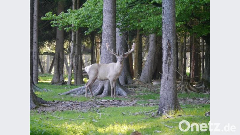 Während sein Nachwuchs noch lieber bei der Mutter bleibt, zeigt sich Hirschvater Hubertus immer wieder mal den Wildpark-Besuchern. Bild: gis