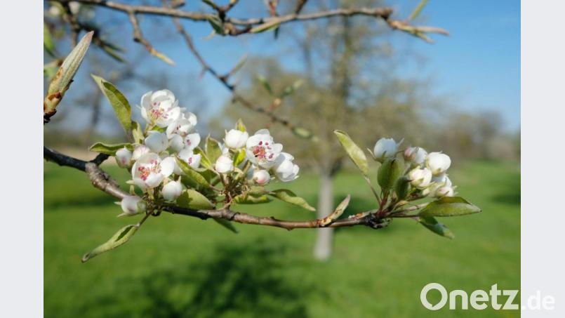 Sie gelten als Biotop und sind von Bedeutung für Mensch und Tier: Doch Streuobstwiesen sind selten geworden. Die LBV-Ortsgruppe Trabitz möchte eine solche als gefördertes Kleinprojekt neu anlegen. Die ILE Vierstädtedreieck hat die Förderung nun beschlossen. Symbolbild: Sebastian Willnow/dpa