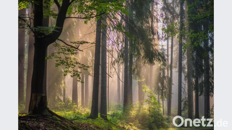 Der Naturpark Steinwald bietet vielen Tier- und Pflanzengesellschaften einen Lebensraum. Bild: Siegfried Steinkohl