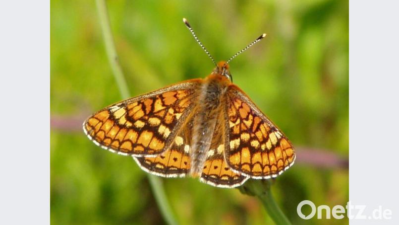 Ein Goldener Scheckenfalter hat sich auf einer Blüte niedergelassen. In der Oberpfalz gilt der Schmetterling als verschollen. Bild: picture alliance /dpa/Julio Reis