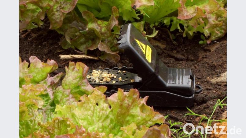 Mausfallen im Freien müssen so abgedeckt werden, dass Vögel von ihnen nicht getötet oder verletzt werden. Bild: bkr