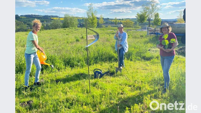Die kleinen Jungpflanzen haben ihren Platz auf der Blühwiese im Bürgerpark eingenommen und werden von den Teilnehmern am Wettbewerb mit großer Sorgfalt aufgezogen. Bild: nza