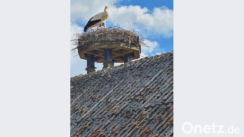 Endlich sieht man die zwei Köpfe der jungen Störche aus dem Horst spitzen. Bild: sei