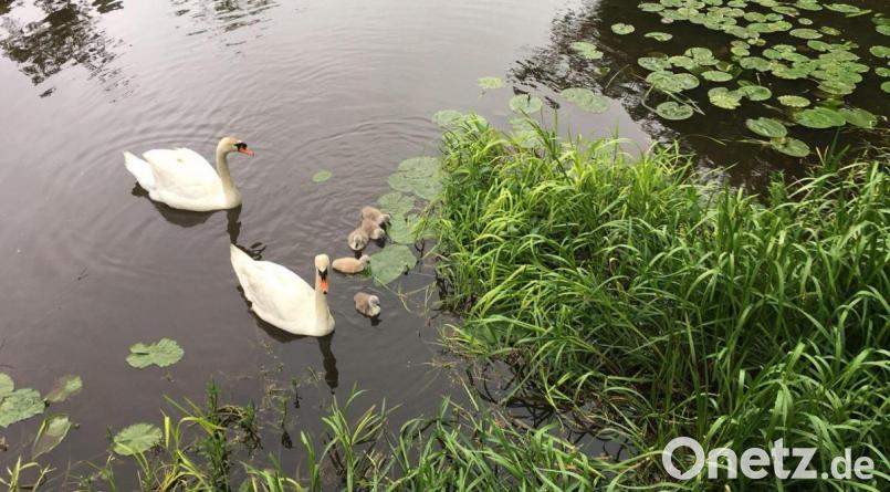 Am Sonntagmorgen hält sich die Schwanenfamilie noch in der Naab südlich der Wasserräder auf. Eines der sechs Jungen ruht sich zwischen den Flügeln der Mutter aus. Der Weg zu einer Rückkehr zum Nest ist fertig. Bild: ihl