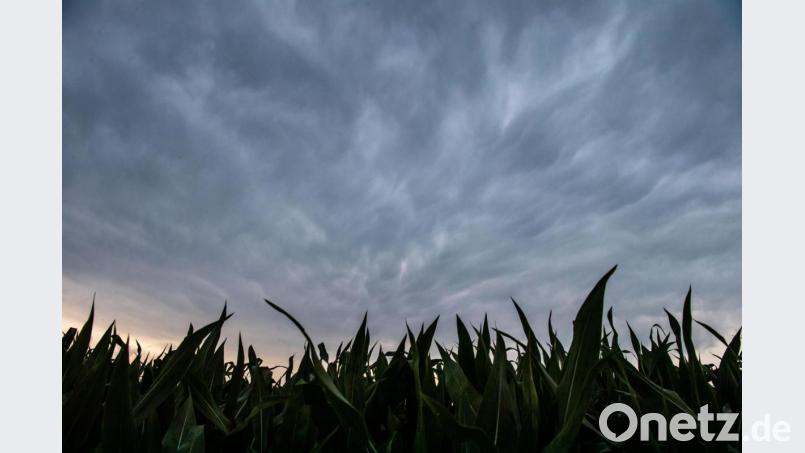 Dunkle Unwetterwolken ziehen über ein Maisfeld hinweg. Bild: Lino Mirgeler/dpa