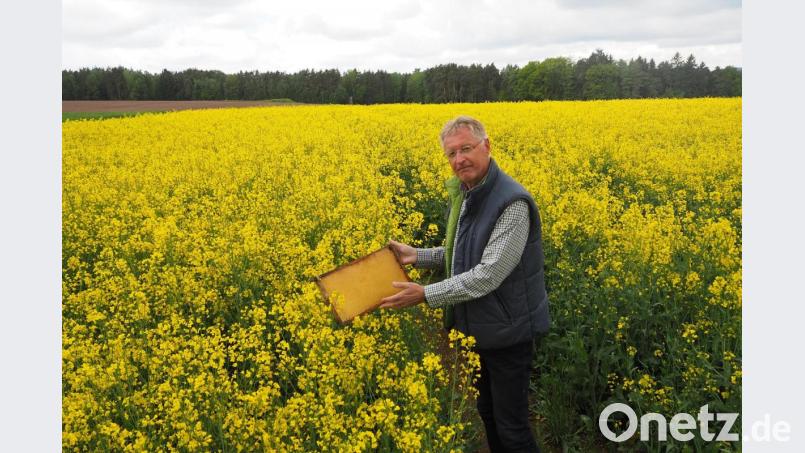 Imker Karl-Heinz Dausch kann es kaum fassen: Trotz üppiger Blüten auf dem Rapsfeld bei Grafenricht sind die Waben im Bienenhaus ein paar Meter weiter komplett leer. Der Grund: Für die Bienen war es heuer über Wochen zu kalt. Bild: bl