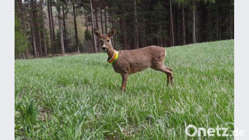 Dass es sich bei dem Reh unverkennbar um "Bambi" handelt, beweist das Halsband. Die Schwestern Julia und Simone Ostermeier hatten es ihrem Findelkind zur Sicherheit angelegt. Bild: Simone Ostermeier