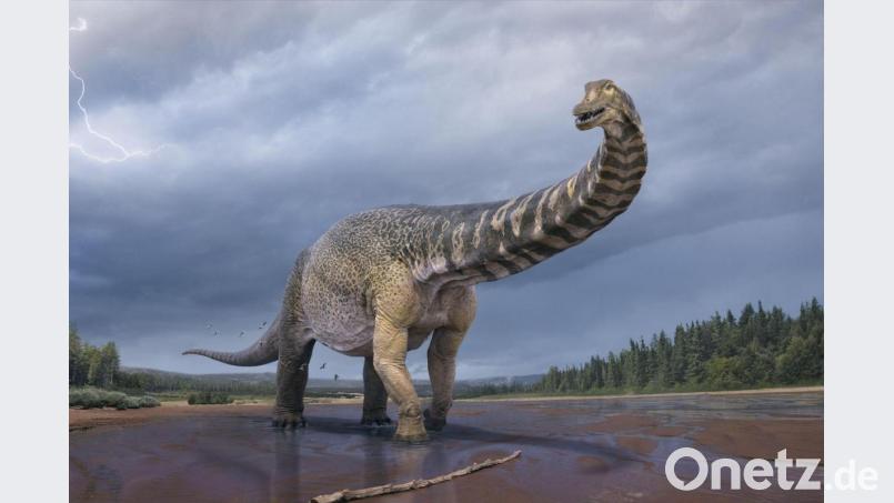 Eine künstlerische Darstellung zeigt den Dinosaurier Australotitan cooperensis, oder den Südtitan. Paläontologen haben bestätigt, dass Queensland einst die Heimat eines der größten Dinosaurier der Welt war. Foto: Vlad Konstantinov/Scott Hocknul/Queensland Museum/The Eromanga Natural History Museum/AAP/dpa Bild: Vlad Konstantinov/Scott Hocknul