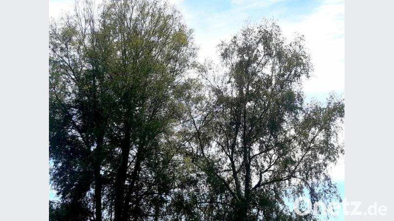 Zwischen Süd-Ost-Tangente und dem Flutkanal, auf dem Sport-Gelände der DJK, stehen zwei Birken nebeneinander: eine Moor- (links) und eine Hänge-Birke. Deutlich ist der Unterschied zwischen den hängenden Zweigen der Hänge-Birke und der aufrechten Krone der Moor-Birke zu erkennen. Bild: Wolfgang Winter