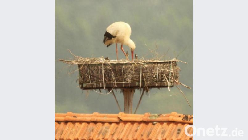 Zwei Jungstörche recken ihr Hälse dem Altvogel entgegen. Links im Nest wartet noch ein weiteres Junges auf Futter. Bild: amö