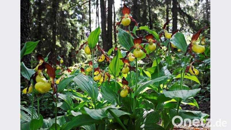 Der Frauenschuh, eine geschützte Orchideenart, blüht derzeit im Sulzbacher Bergland. Bild: Moser