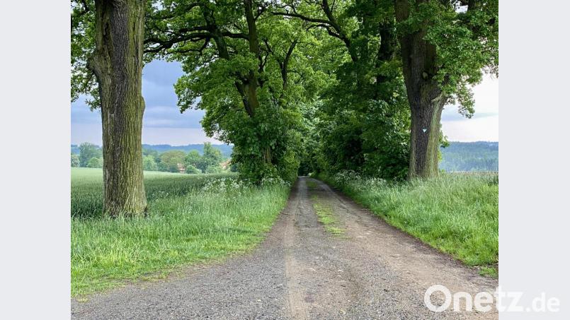 Die Bäume dieser Allee, ein Naturdenkmal seit 1938, würde die Gemeinde gern dem Bezirk schenken. Nicht sicher ist, ob dieser das Geschenk annehmen wird. Bild: Eichl