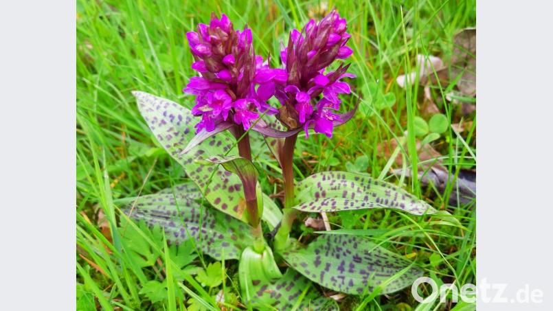 Das Breitblättrige Knabenkraut steht als gefährdet auf der Roten Liste. Die seltene Orchideenart blüht von Mai bis Juli und ihre Laubblätter sind meist oberseitig gefleckt. Bild: Erwin Möhrlein
