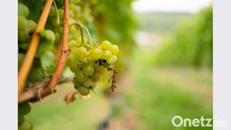 Bei Sommerhausen hängen Weintrauben an einem Rebstock. Wegen des Klimawandels könnte sich Weinbau auch außerhalb von Franken rentieren. Symbolbild: Nicolas Armer/dpa