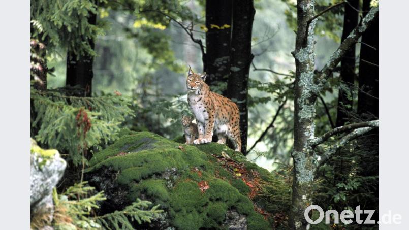 Nicht nur Vögel geraten ins Visier der Wilderer. Auch andere Beutegreifer, wie der Luchs, werden immer wieder illegal geschossen. Bild: LBV/Dieter Hopf