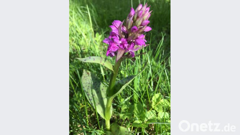 Von einigen Pflanzen des geschützten Breitblättrigen Knabenkrauts hat ein Unbekannter die Blütenköpfe abgezupft. Bild: Katharina Hage/exb