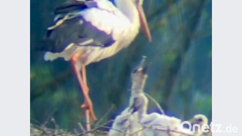 Drei junge Störche sind im Schwarzhofener Nest auszumachen. Bild: Elke Reinhart/exb