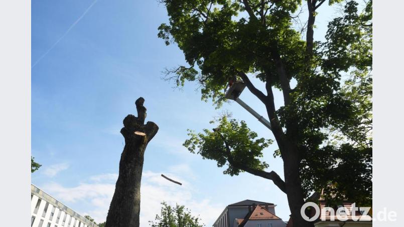 Der knapp 60 Jahre alte Ahornbaum in der Sebastianstraße war nicht mehr zu retten. Bild: Gabi Schönberger