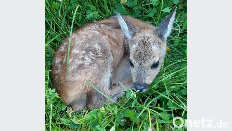 Ein Rehkitz liegt im hohen Gras. Wenn der Bauer die Wiese mäht, droht Gefahr. Bild: lei