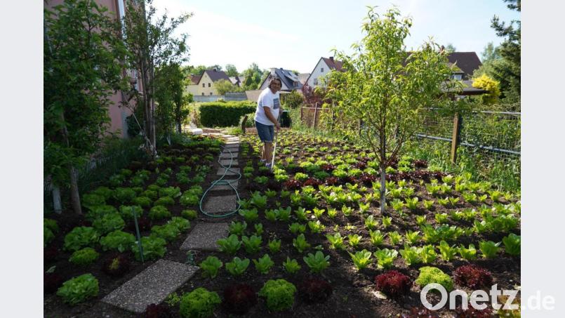 Auf über 100 Quadratmetern baut Andrea "Gino" Statile aus Kemnath in seinem Garten verschiedene Salatsorten an. Bild: kaz