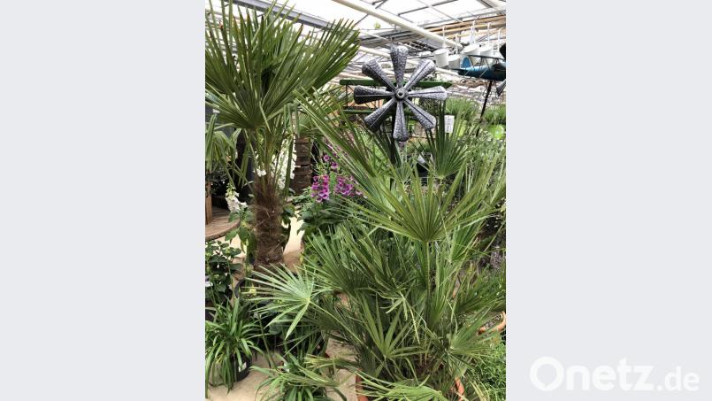 Links die Chinesische Hanfpalme, rechts eine Zwergpalme: Kunden fragen immer öfter nach Exoten, die dem Garten zumindest während des Sommers einen mediterranen Anstrich geben. Bild: Reiner Steinhilber/exb