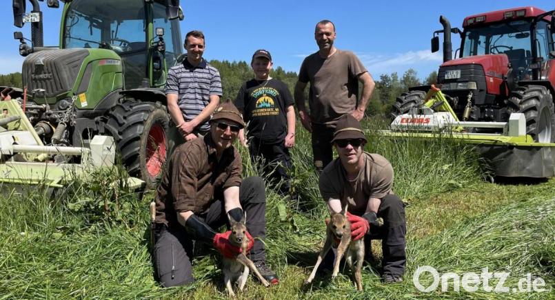 Wenn die Mahd der Landwirte für Heu und Silage beginnt, liegen in dem hohen Gras oft Rehkitze versteckt. Um die Tiere vor schweren Verletzungen oder dem Tod zu retten, arbeiten Landwirte und Jagdpächter eng zusammen. Bild: Christa Vogl